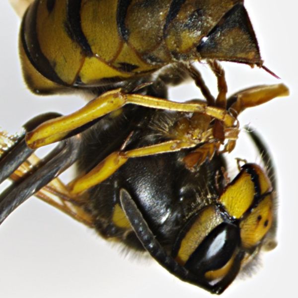 OPTIKA SLX-5 Trinoküler Stereo Zoom Mikroskop - 7x-45x